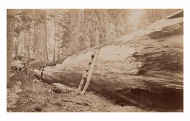Andy Johnson, a fallen tree, Mariposa Grove, Yosemite Park, California