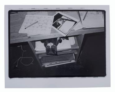 Ernie in a Desk Drawer