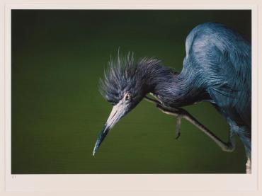 Little Blue Heron