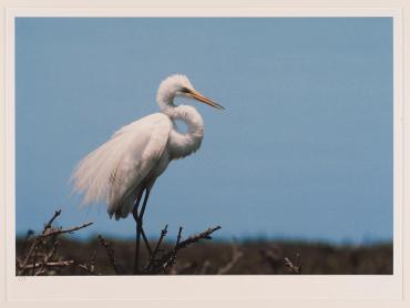 Great Egret