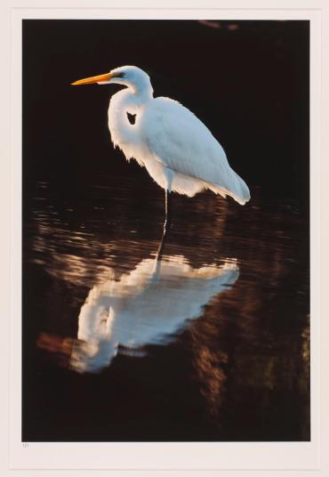 Great Egret