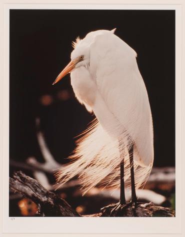 Great Egret