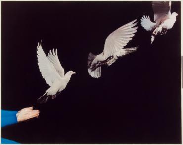 Pigeon Released, 1965 (from the portfolio: Ten Dye Transfer Photographs)