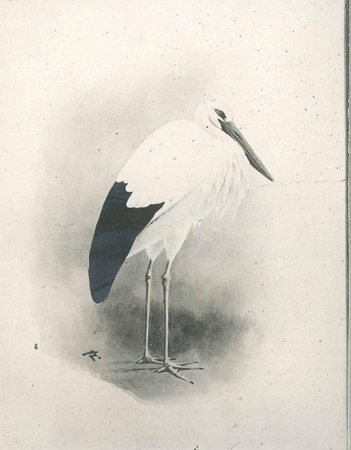 Standing Stork