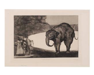Disparete de Bestia (Proverb of the Animal)