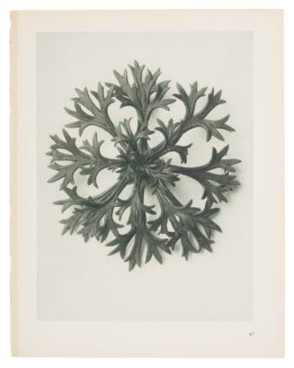 "Rosette of Leaves" from the Urformen der Kunst