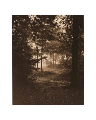 Woodland Scene