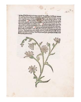 Leaf from Gart Der Gesundheit  (The Garden of Health)