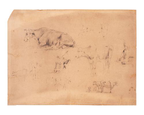 Cow Studies (Lugt )