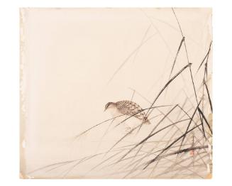 Quail in Grasses