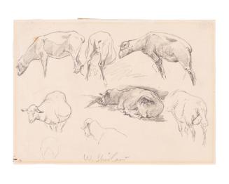 Sketch of Sheep