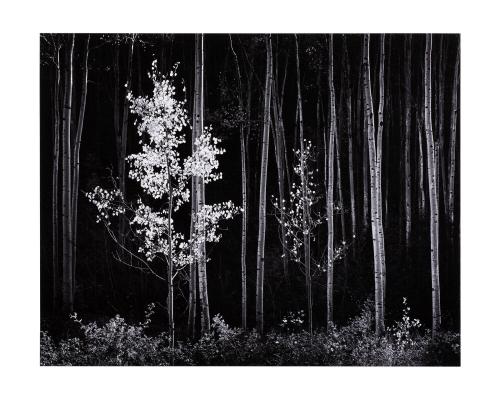 Aspens, Northern New Mexico (Portfolio VII)