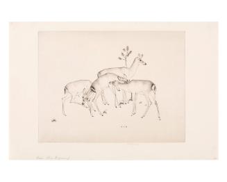 Deer