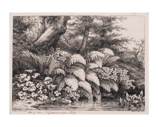 La Fougère au plantain d’eau (Fern by a Water Plantain)