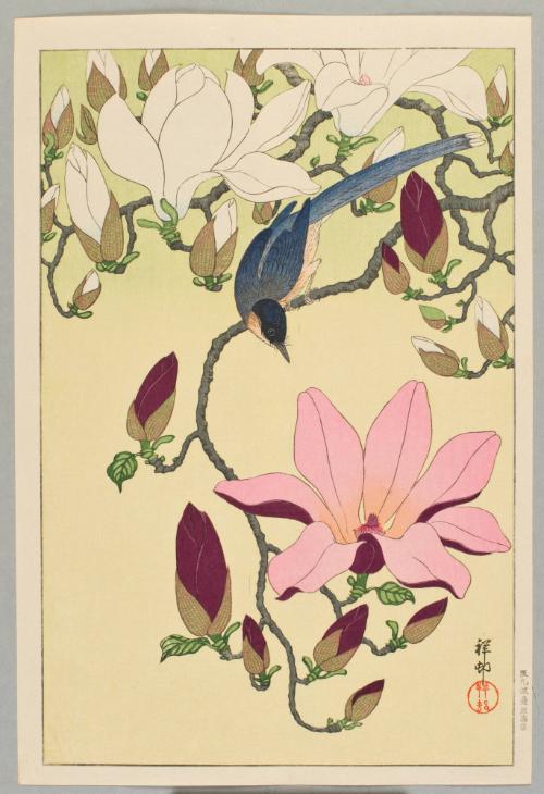 Magnolia and Magpie