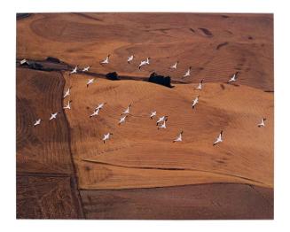 White Pelicans