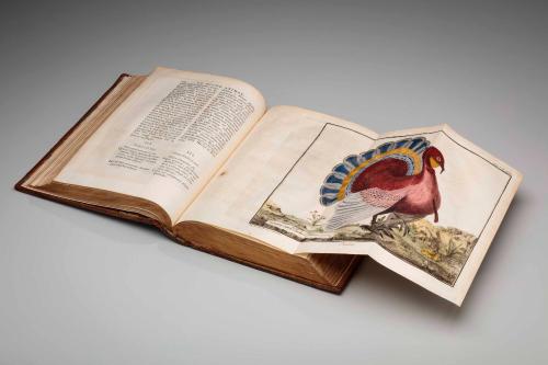 Volume 2: Ornithologie (Ornithology), ou Méthode contenant la division des oiseaux en Ordres, Sections, Genres, Espèces & leurs Variétés. À laquelle on a joint une description exacte de chaque Espèce, les différentes Nations, et les Noms vulgarires.