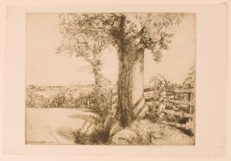 Sussex Hedges