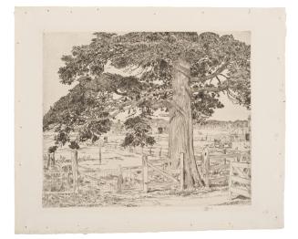 The Big Cedar, Easthampton