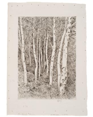 The Birch Grove