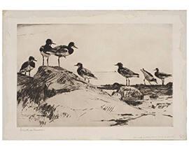 Turnstones