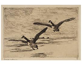 Incoming Geese