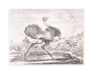 (Ostrich hunt) from Animal Hunts