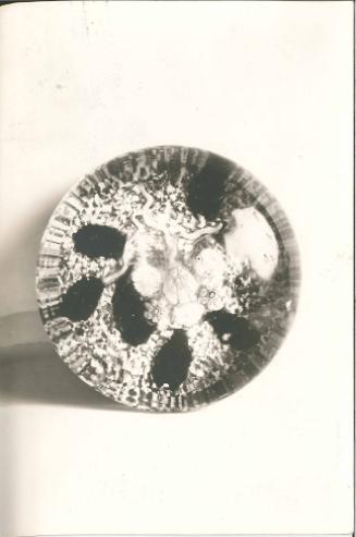 Paperweight