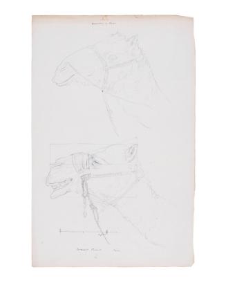 Study of Two Camel Heads: Dromedary of Sinai; Draught Camel, Cairo