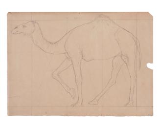 Dromedary Walking