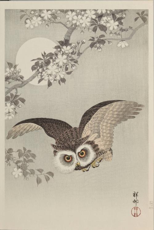 Cherry Blossoms and Owl