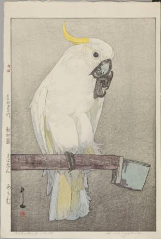 Sulphur - crested Cockatoo, from “Zoological Garden”