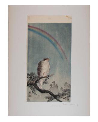 Goshawk on Pine Tree, a Rainbow Above