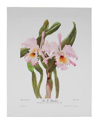 Andrey Avinoff's Portraits of Orchids