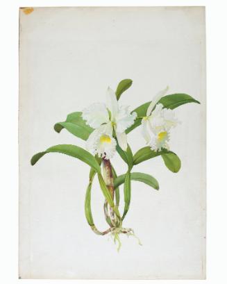 White Orchids with Pale-Green Yellow Throats