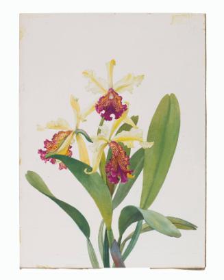 Pale Yellow Orchids with Magenta Throats