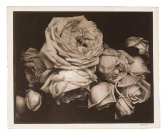 Heavy Roses, Voulangis, France