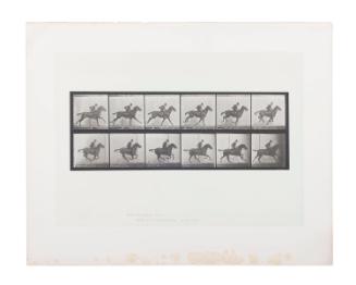 Horse Galloping,
Plate 624 of Animal Locomotion