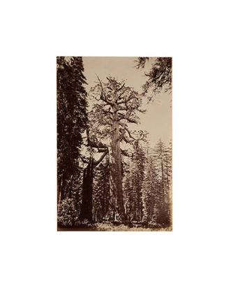 Grizzly Giant, Mariposa Grove, Yosemite